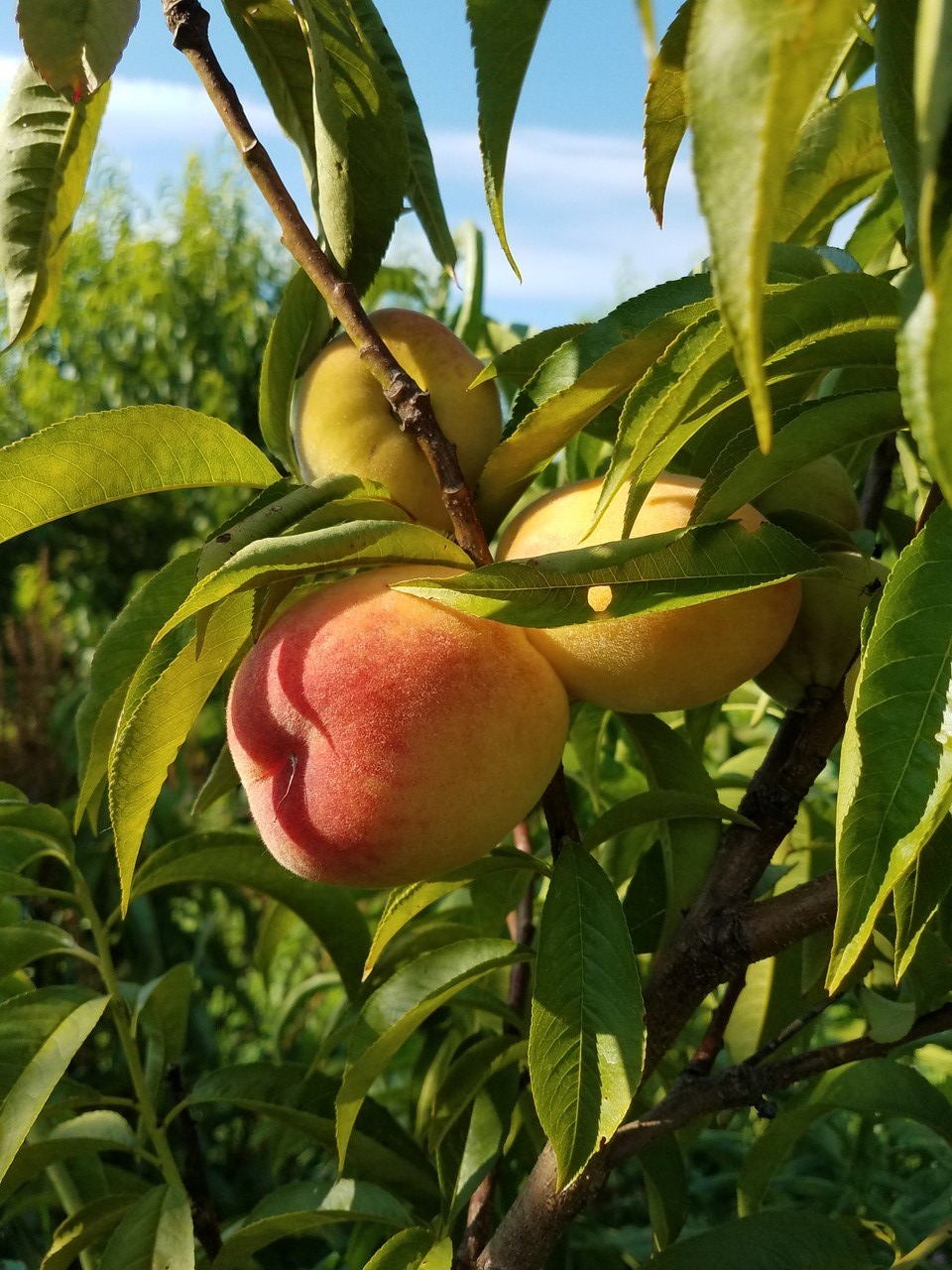 Brightstar Peaches 